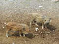 DSCN5955