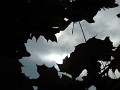 DSCN6975