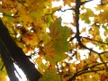 DSCN6976