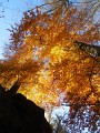 DSCN7254