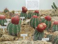 DSCN8050