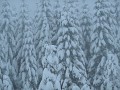 DSCN7732