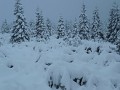 DSCN7742