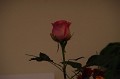 IMGP0929