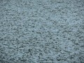 DSCN9630