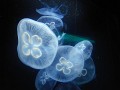 DSCN2358